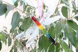 Rainbow Dragonfly